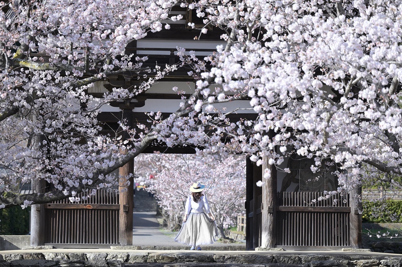 Kirschblüten an einem japanischen Tempel – Auslandssemester in Japan
